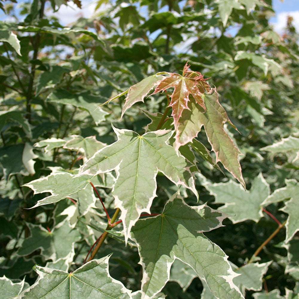 Close-up of Acer Drummondii - Norway Maple Tree leaves, featuring green centres and cream-coloured edges, set against a blurred background of similar foliage.