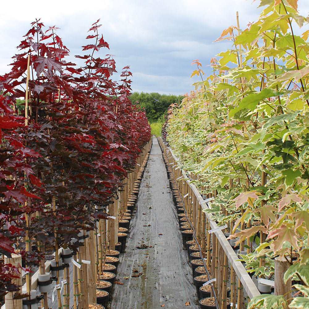 Beneath a cloudy sky, vibrant rows of young potted trees present a striking contrast, distinguished by red foliage on one side and green on the other. Among them, the Acer Drummondii - Norway Maple Tree - Mix and Match stands out with its remarkable variegated leaves.