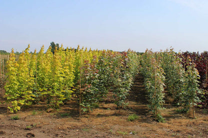 Beneath a clear sky, rows of young Acer Drummondii - Norway Maple trees from the Mix and Match collection thrive with their vibrant green and red variegated leaves swaying gently in the field.