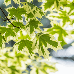 Acer Drummondii - Norway Maple Tree - Mix and Match