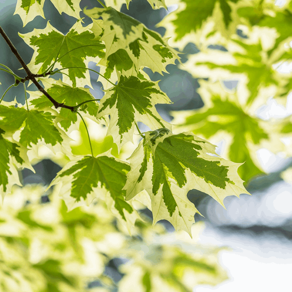 Close-up of green and white variegated leaves on a branch of the Acer Drummondii - Norway Maple Tree, with a blurred background.