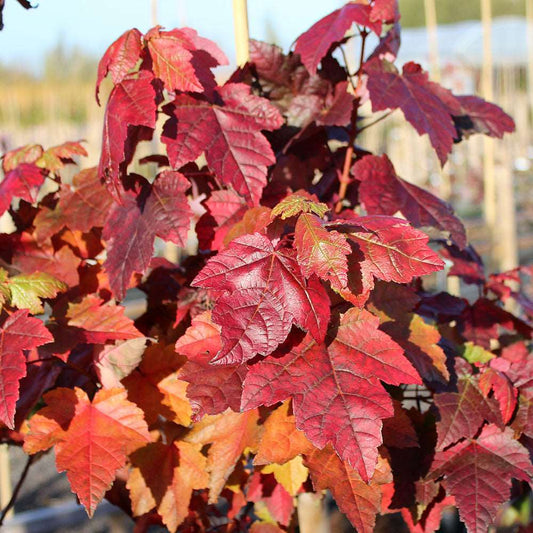 Acer Fairview Flame - Red Maple Tree