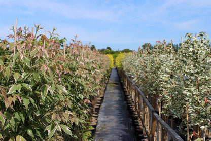 A path winds between rows of plants with variegated leaves under a blue sky, enhanced by the striking colours of an Acer Flamingo - Ash-Leaved Maple Tree.