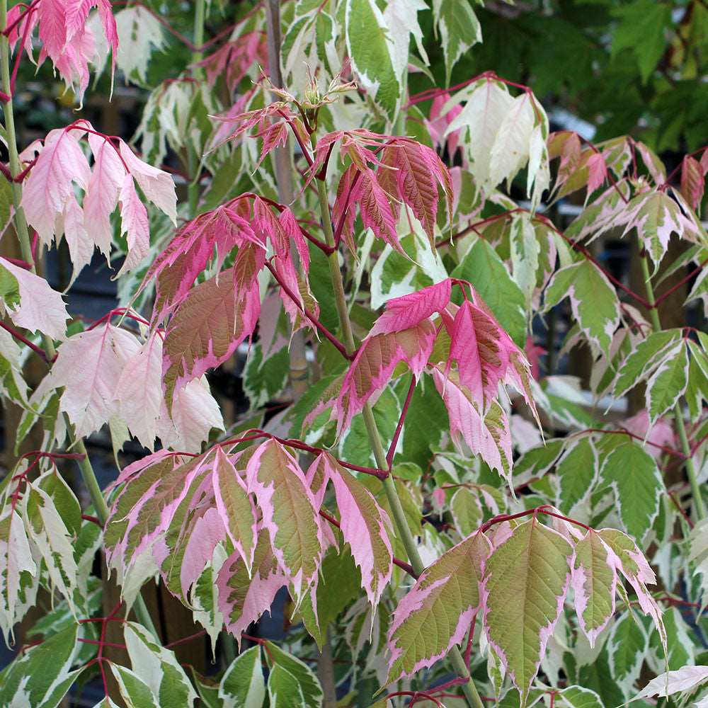 The Acer Flamingo - Ash-Leaved Maple Tree features pink, green, and white variegated leaves, each showcasing unique patterns and colour variations.