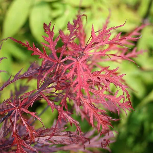 Acer Garnet - Japanese Maple