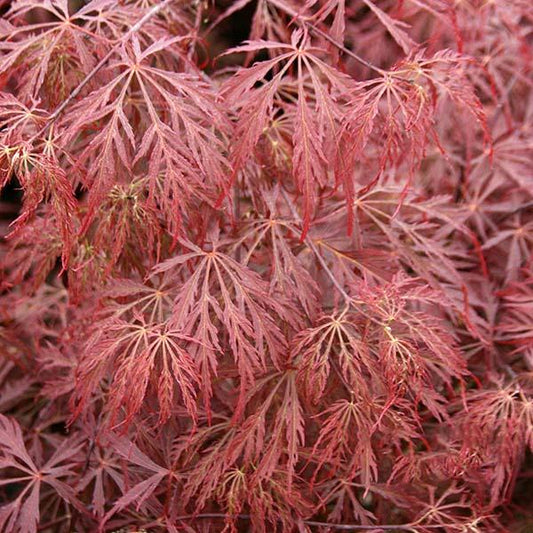 Acer Garnet - Japanese Maple