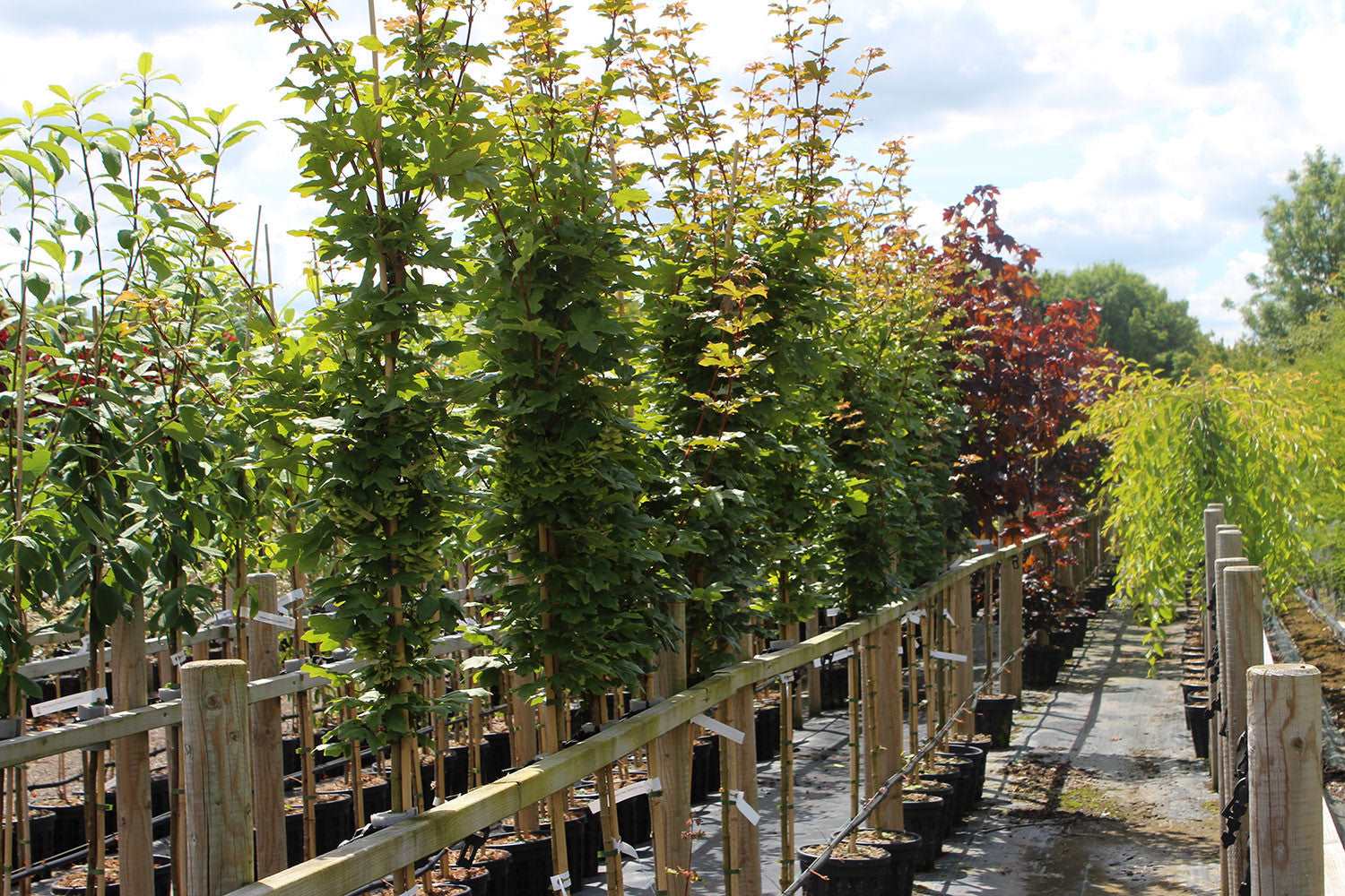 Rows of potted trees, including the Acer Green Column - Field Maple and other varieties with deep green leaves, stand lined up in a nursery. Their vibrant foliage showcases various shades of green and red beneath a partly cloudy sky.