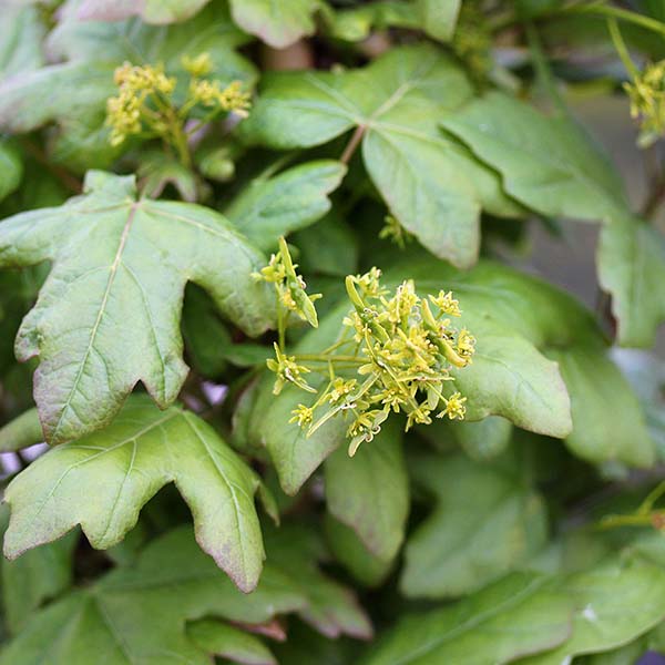 Close-up of deep green leaves with clusters of small yellow flowers on an Acer Green Column - Field Maple.