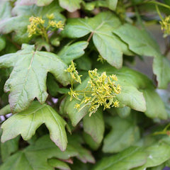 Acer Green Column - Field Maple