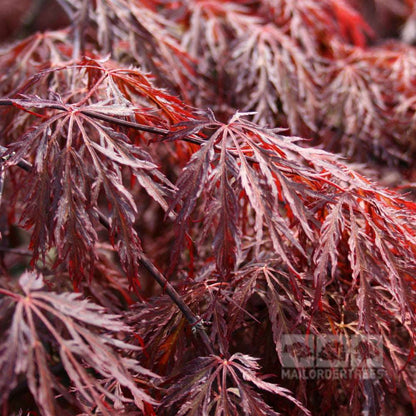 Close-up of purple-red leaves on the Acer Inaba-Shidare Japanese Maple Tree, showcasing intricate, delicate patterns.