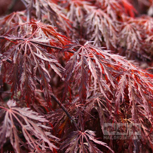 Acer Inaba Shidare - Japanese Maple Tree