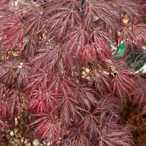 A close-up of an Acer Inaba-Shidare - Japanese Maple Tree reveals its striking purple-red leaves, showcasing the beauty of this ornamental tree.