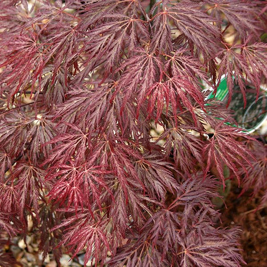 Acer Inaba Shidare - Japanese Maple Tree