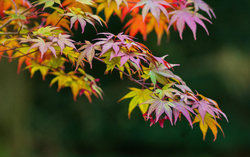 Japanese Maples: A Gentle Beauty in Every Season.