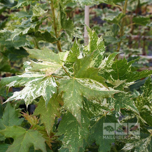 Acer Jules - Norway Maple Tree