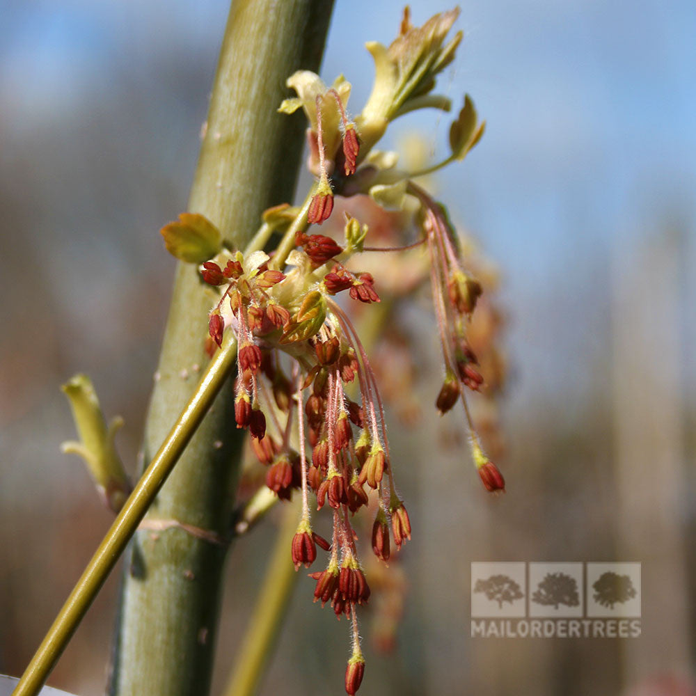 Close-up of tree buds and blossoms on a branch, highlighting the vibrant charm of the Acer Kelly's Gold - Box Elder Tree.