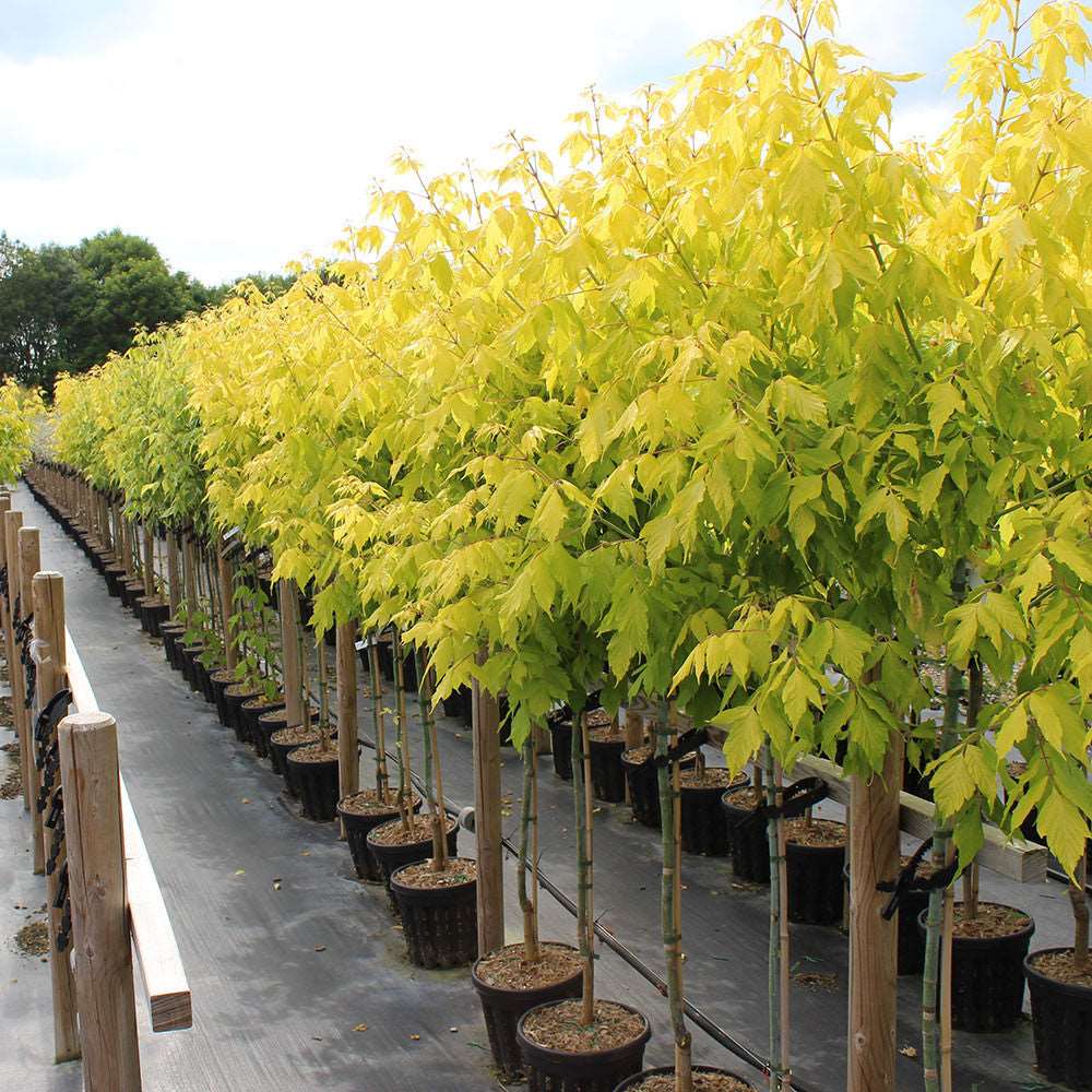 Rows of potted Acer Kelly's Gold - Box Elder Trees showcase their vibrant yellow-green leaves along the pathway, supported by wooden posts.