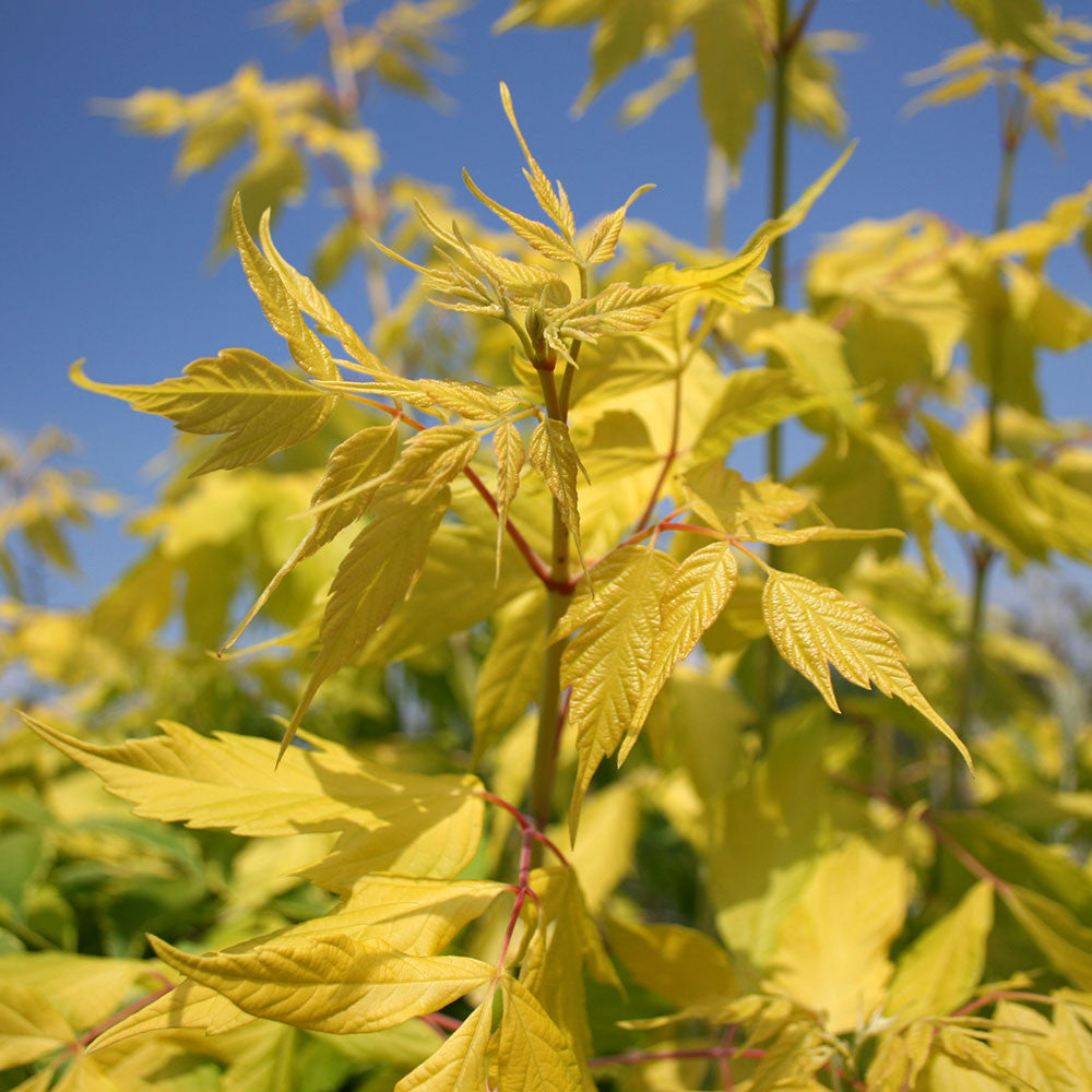 Close-up of the vibrant golden leaves of the Acer Kelly's Gold - Box Elder Tree against a clear blue sky.