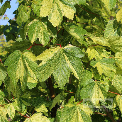 Close-up of green leaves with a mix of light and dark shades, featuring some red stems, reminiscent of the vibrant foliage found on an Acer Leopoldii - Sycamore Tree.