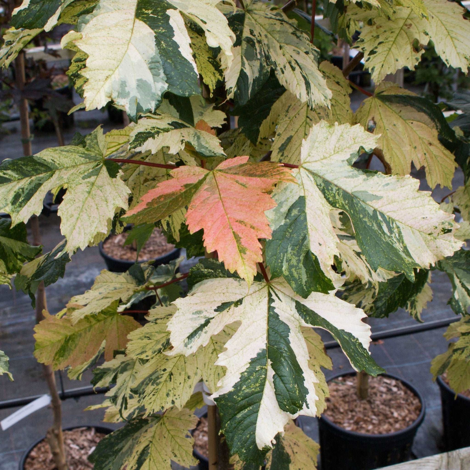 The Acer Leopoldii - Sycamore Tree is a captivating deciduous tree, showcasing variegated leaves in shades of green, cream, and occasionally a single pink leaf.