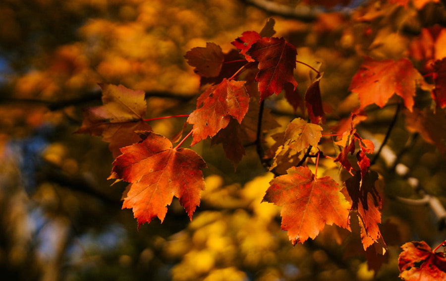 Sycamore Trees: Majestic Trees for Any Landscape.