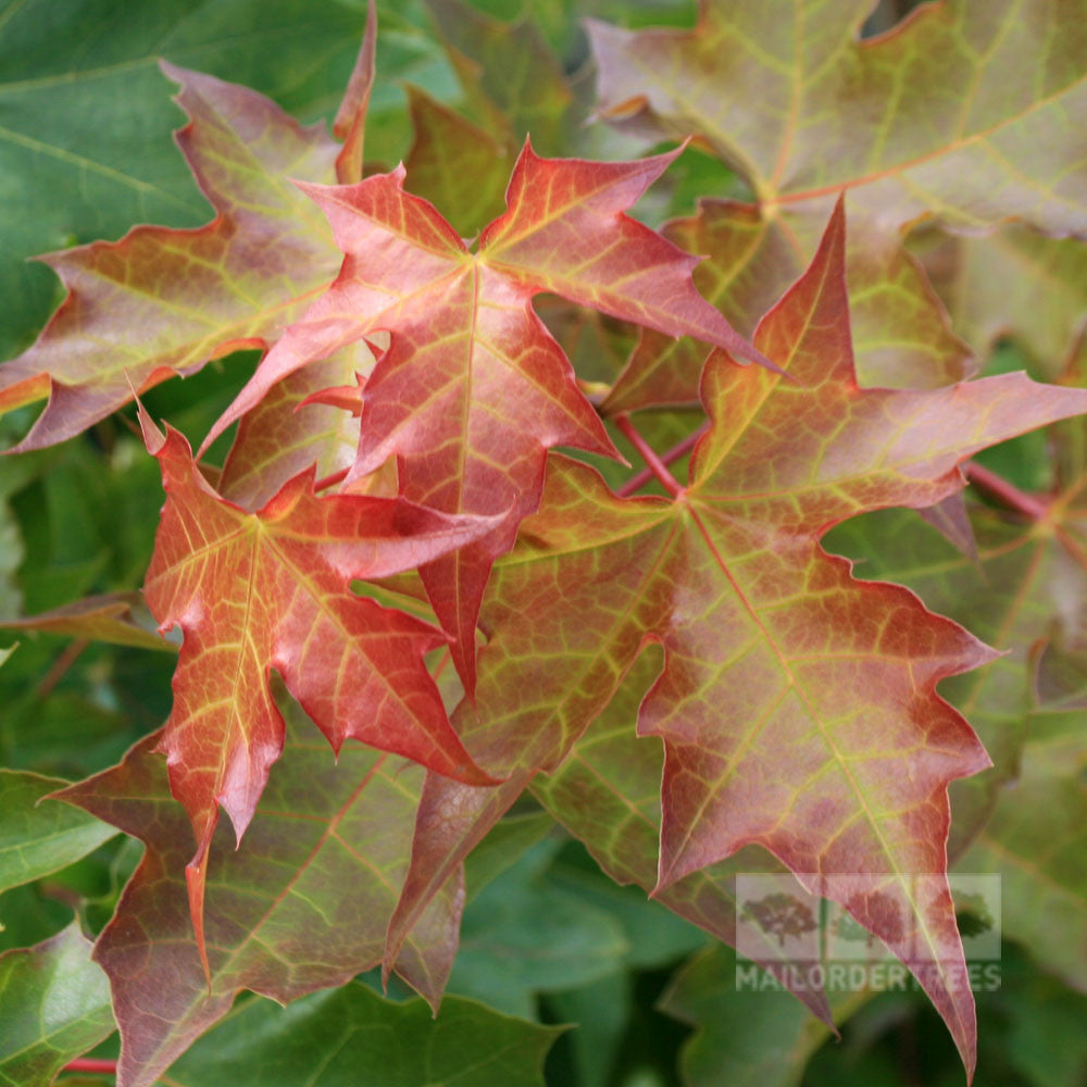 A close-up of the vivid leaves of the Acer Norwegian Sunset - Norway Maple Tree transitioning from green to red, capturing the essence of autumn colour.