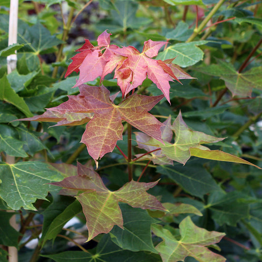 Close-up of Acer Norwegian Sunset - Norway Maple Tree leaves with vibrant green and red colouring, surrounded by lush foliage that captures the essence of autumn color.