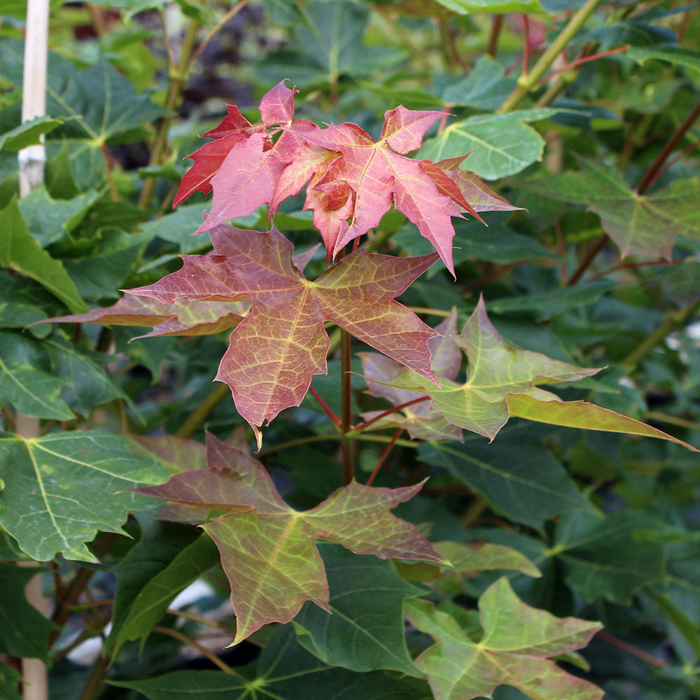 Close-up of Acer Norwegian Sunset - Norway Maple Tree leaves with vibrant green and red colouring, surrounded by lush foliage that captures the essence of autumn color.