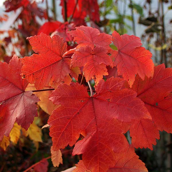 Close-up of vibrant red maple leaves from the Acer October Glory - Red Maple Tree, with visible veins set against a blurred natural background, capturing the essence of autumn colours.