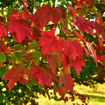 Sunlight bathes the vibrant red and green leaves of the Acer October Glory - Red Maple Tree, showcasing their stunning autumn colours.