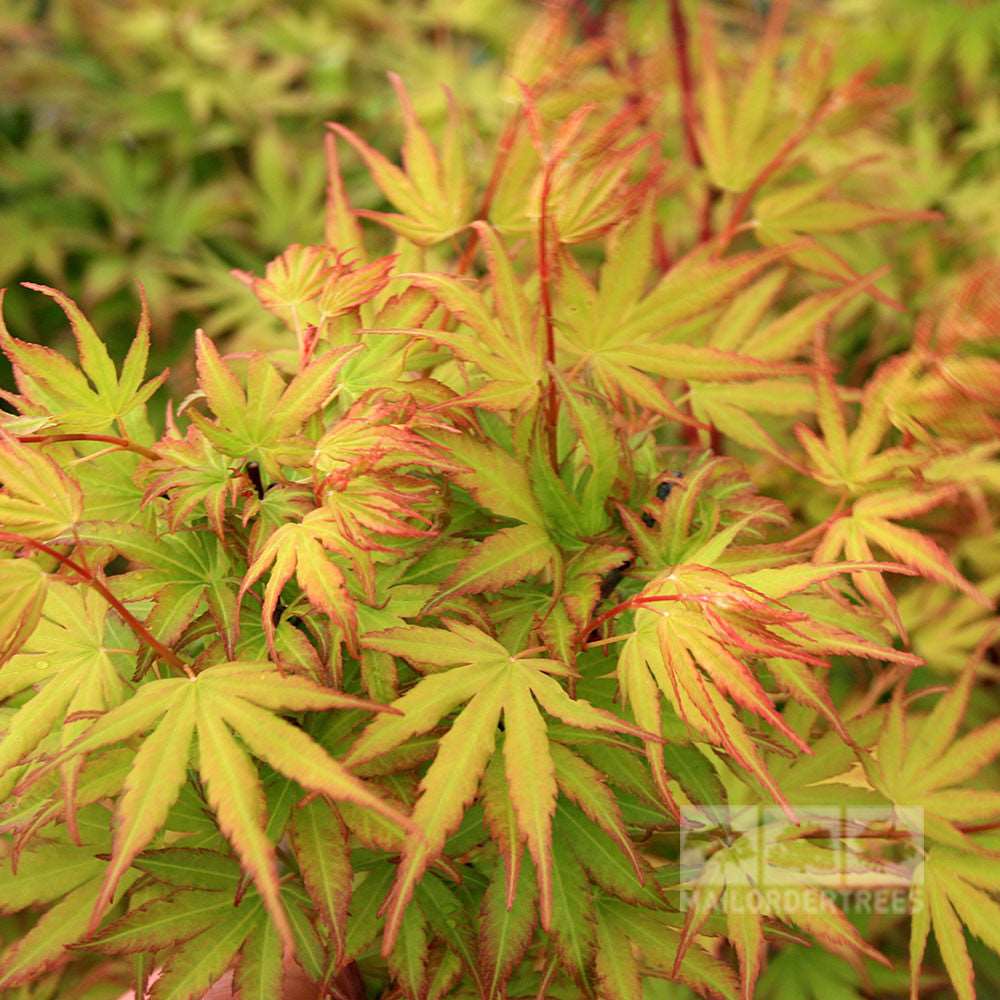 Close-up of the green leaves with red tips on an Acer Orange Dream - Japanese Maple tree.