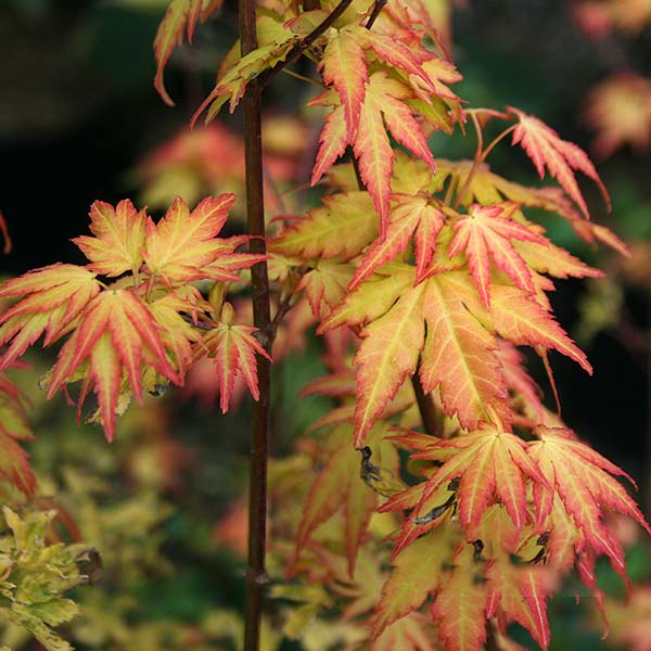 Close-up of Acer Orange Dream - Japanese Maple leaves shifting from green to brilliant red and yellow hues on a branch against a dark backdrop.