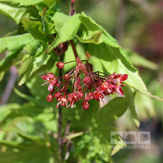 Acer Osakazuki - Japanese Maple Tree