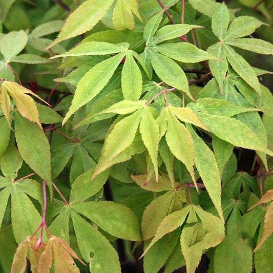 Acer Osakazuki - Japanese Maple Tree