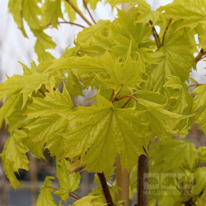 A close-up of vibrant green maple leaves on a branch highlights their serrated edges and intricate veining, reminiscent of the hardy Acer Princeton Gold - Golden Maple Tree, renowned for its disease resistance and striking golden yellow foliage.