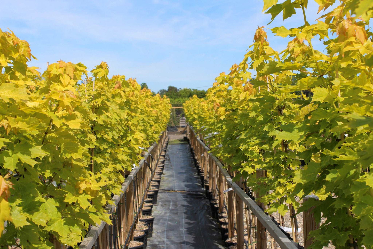 Rows of Acer Princeton Gold - Golden Maple Trees, known for their disease-resistant, golden yellow foliage, line a pathway under a clear sky.