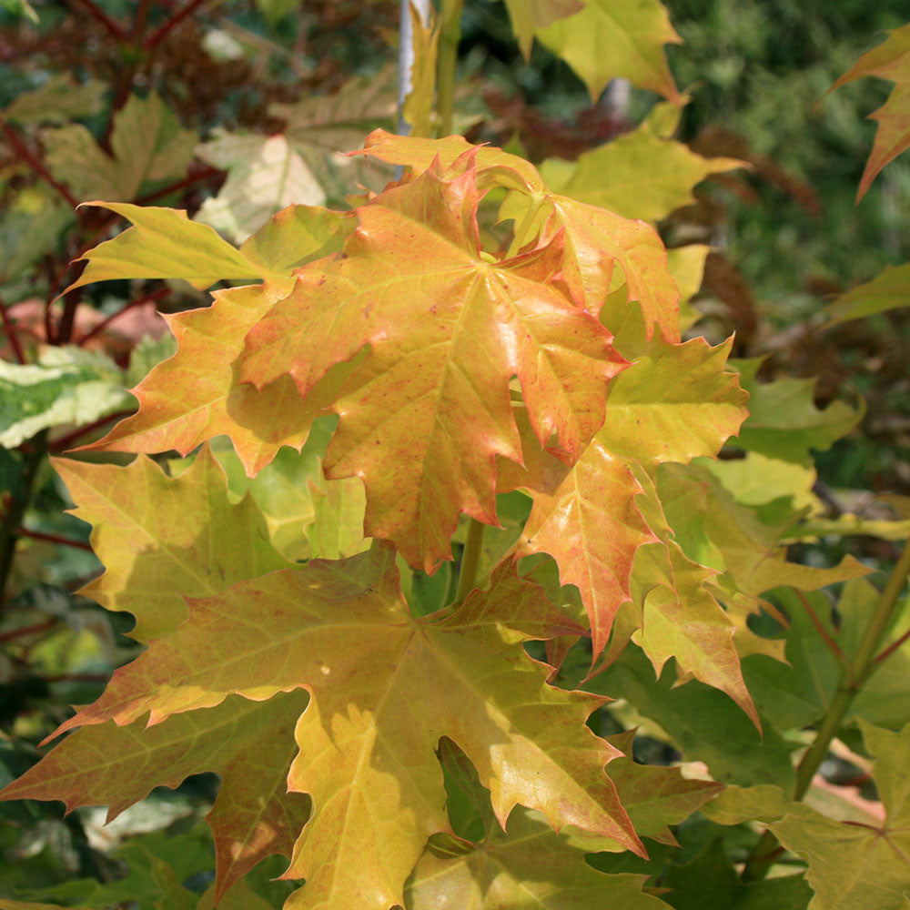 Close-up of the Acer Princeton Gold - Golden Maple Tree's vibrant yellow and orange leaves with jagged edges against a softly blurred green foliage backdrop, highlighting its radiant golden yellow foliage and robust disease-resistant properties.