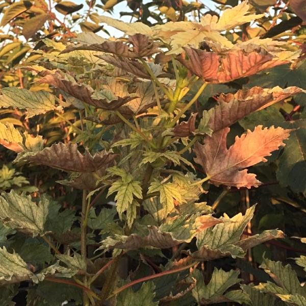 Close-up of an ornamental specimen, showcasing the vibrant Acer Prinz Handjery Sycamore Tree with lush green and brown leaves basking under sunlight.