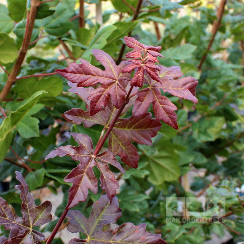 Close-up of an Acer Red Shine branch, showcasing its burgundy leaves against a backdrop of lush greenery, a stunning deciduous tree that flourishes even with air pollution challenges.