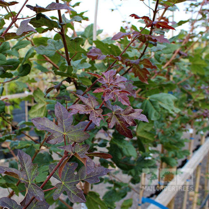 A close-up of a young Acer Red Shine - Field Maple Tree, a deciduous species with clusters of red and green leaves, sits among other similar trees in a nursery. This vibrant tree is renowned for its resilience and effectiveness in combating air pollution.