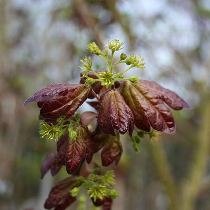 Close-up of reddish-brown leaves with small green buds and flowers on an Acer Red Shine - Field Maple Tree branch, a resilient deciduous tree known for adapting to air pollution.