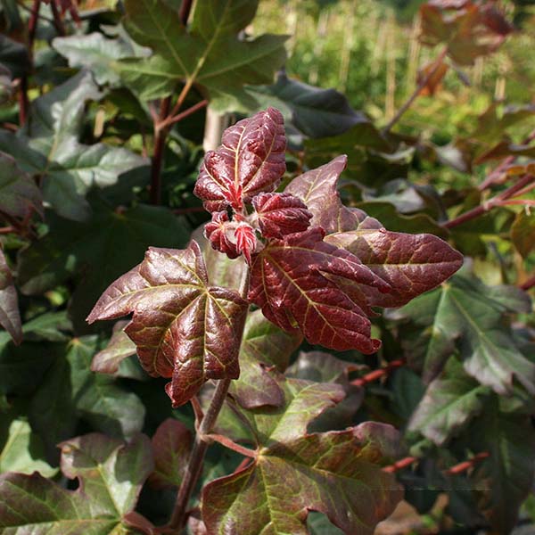 Close-up of an Acer Red Shine - Field Maple Tree branch showcasing reddish-brown leaves and vibrant new growth, a testament to the resilience of this deciduous tree even in areas affected by air pollution.