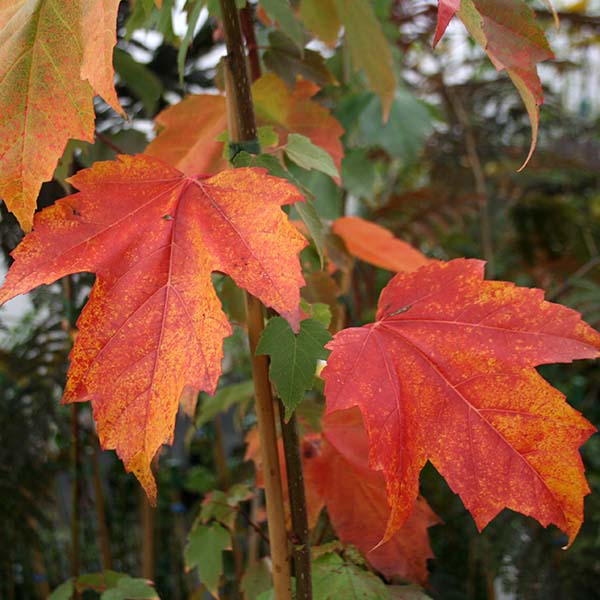 Close-up of vivid orange and autumnal red leaves on a branch of an Acer Red Sunset - Red Maple Tree.