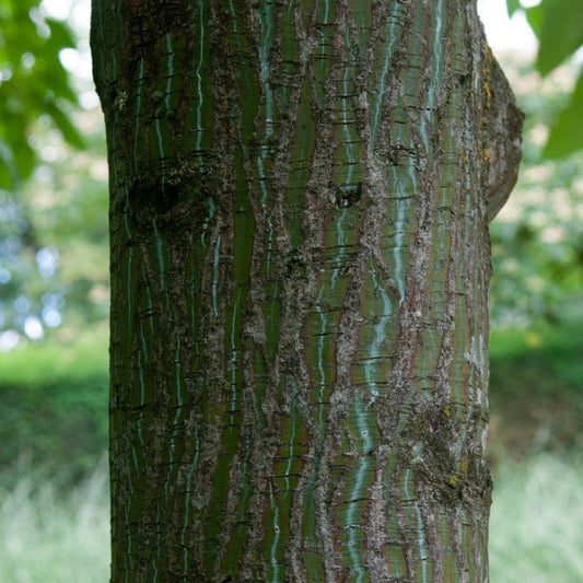 Acer Rufinerve - Snake Bark Maple Tree