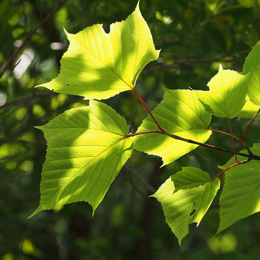 Acer Rufinerve - Snake Bark Maple Tree