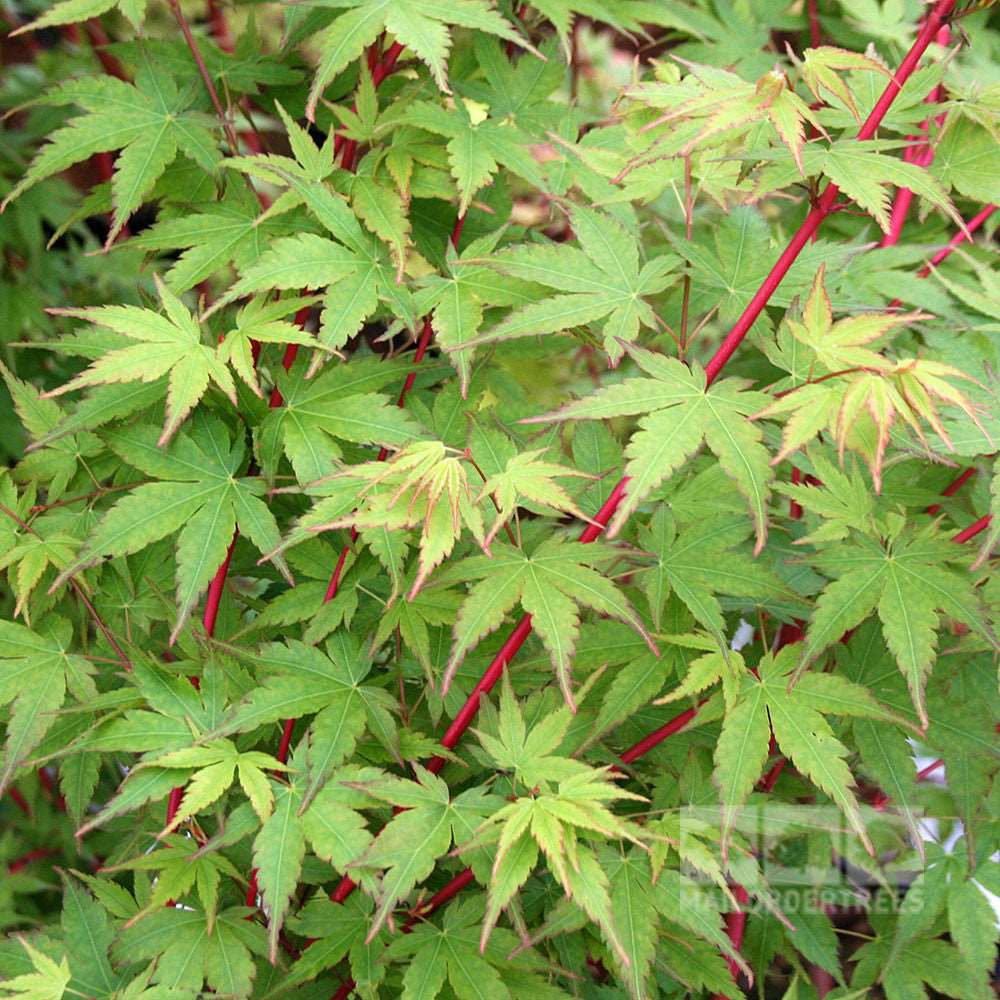 Distinguished by its green and red leaves featuring distinct veins and serrated edges, the Acer Sango-Kaku - Coral Bark Maple is a unique variant of Acer palmatum.