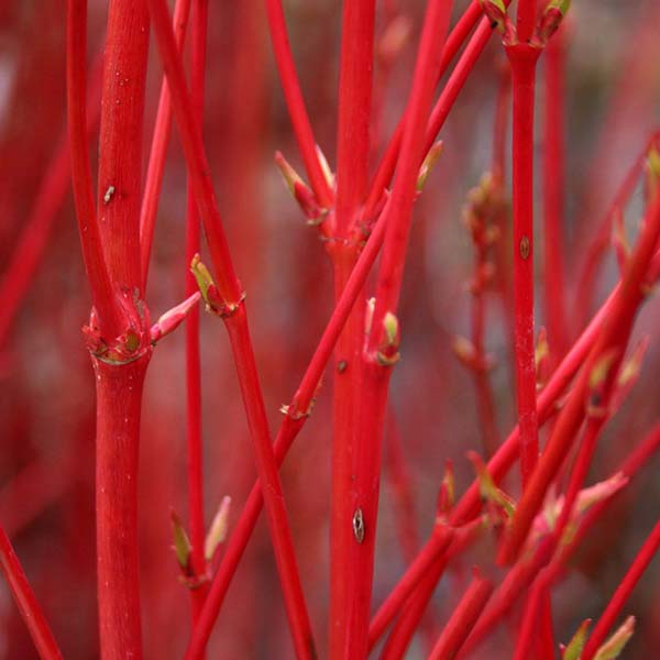 Close-up of vibrant red twigs with small buds, densely intertwined, reminiscent of the striking branches of an Acer Sango-Kaku - Coral Bark Maple.