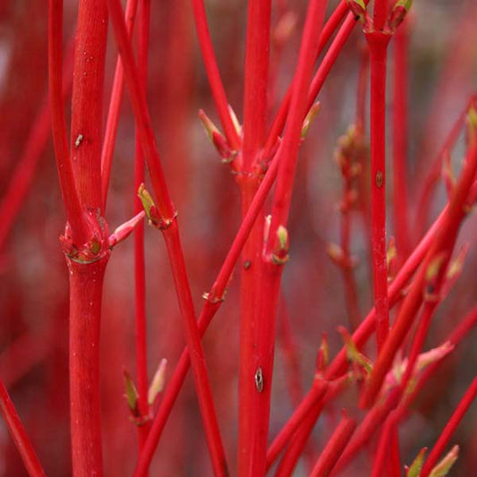 Acer Sango Kaku - Coral Bark Maple