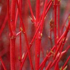 Acer Sango-Kaku - Coral Bark Maple