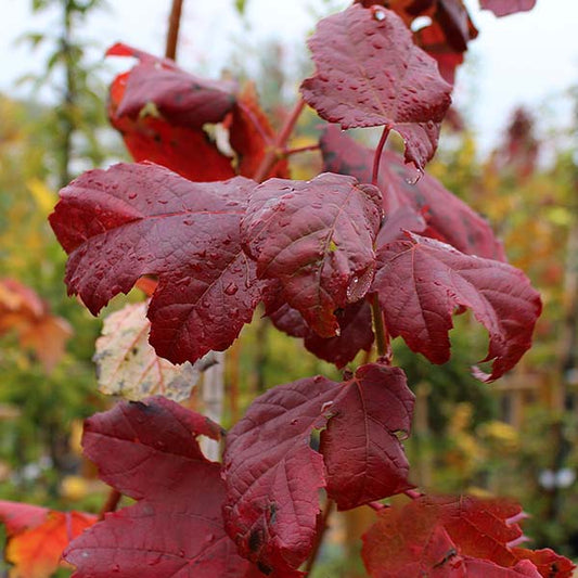 Acer Scanlon - Red Maple Tree